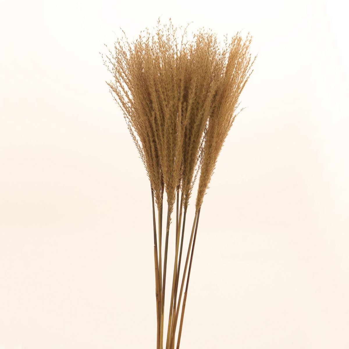 Feather Pampas Grass Bunch - Natural>