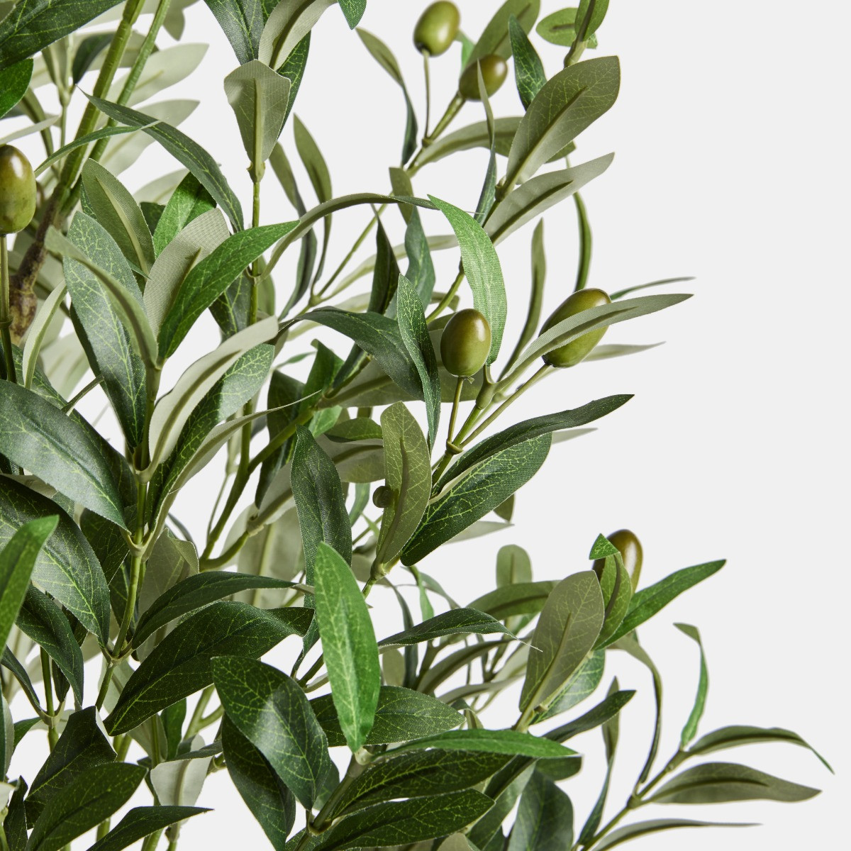 OHS Olive Tree in Pot - Black>