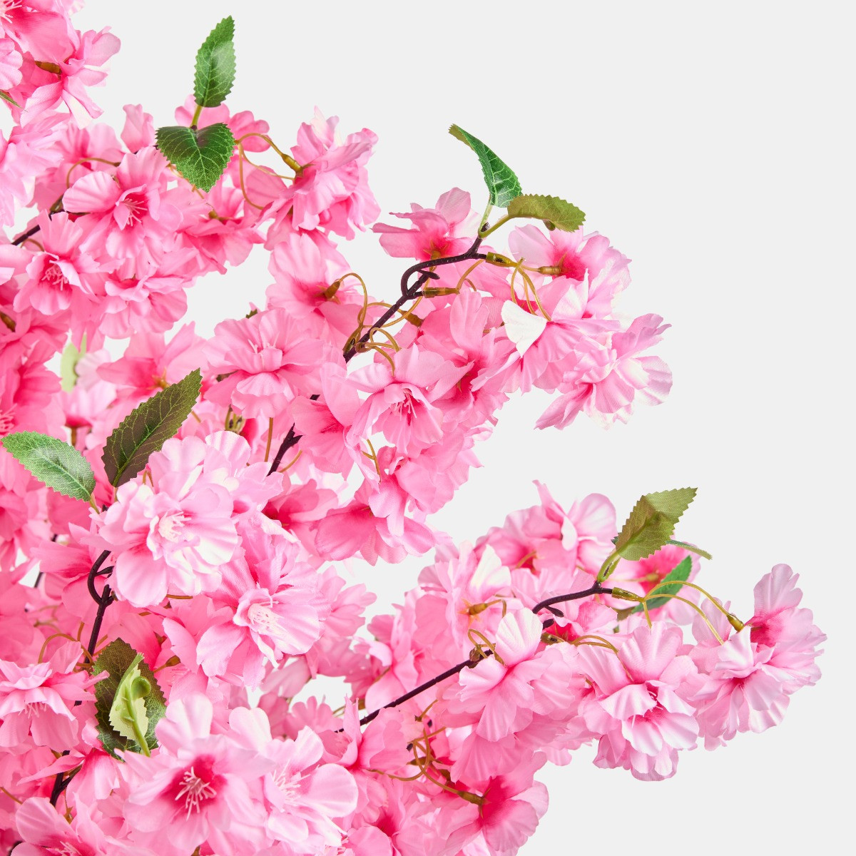 OHS Cherry Blossom Tree in Black Pot, Pink - 1.5m>