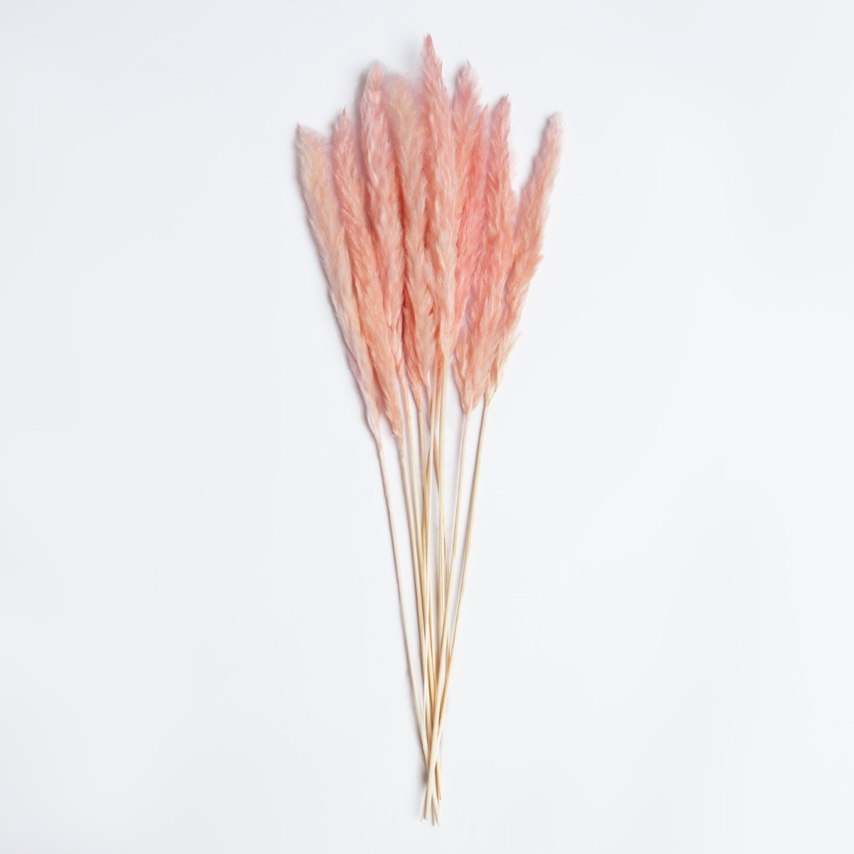 Reed Pampas Bunch, Pink - 10 Stems>