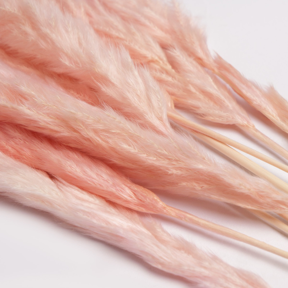 Reed Pampas Bunch, Pink - 10 Stems>