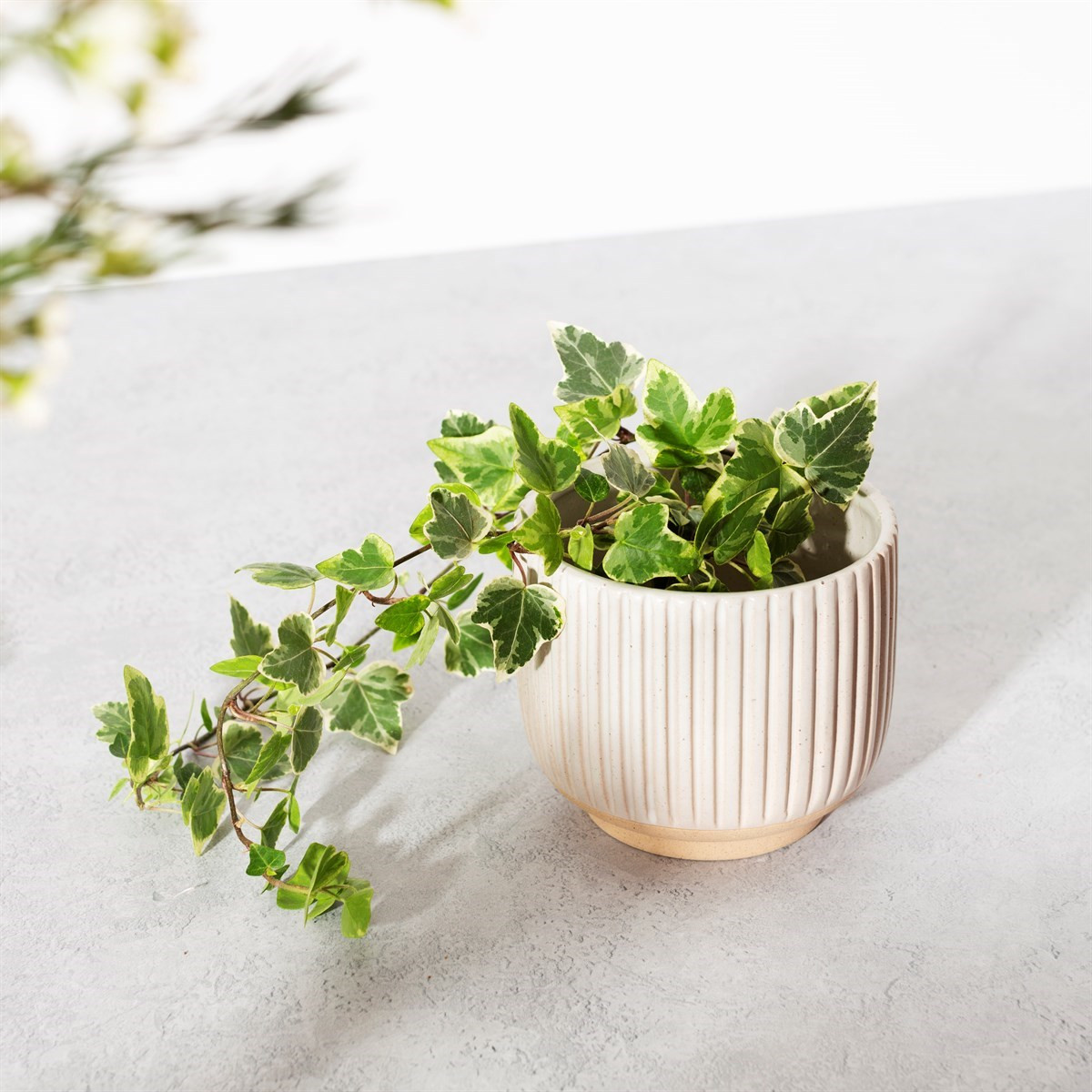 Sass & Belle Grooved Planter - Off White>