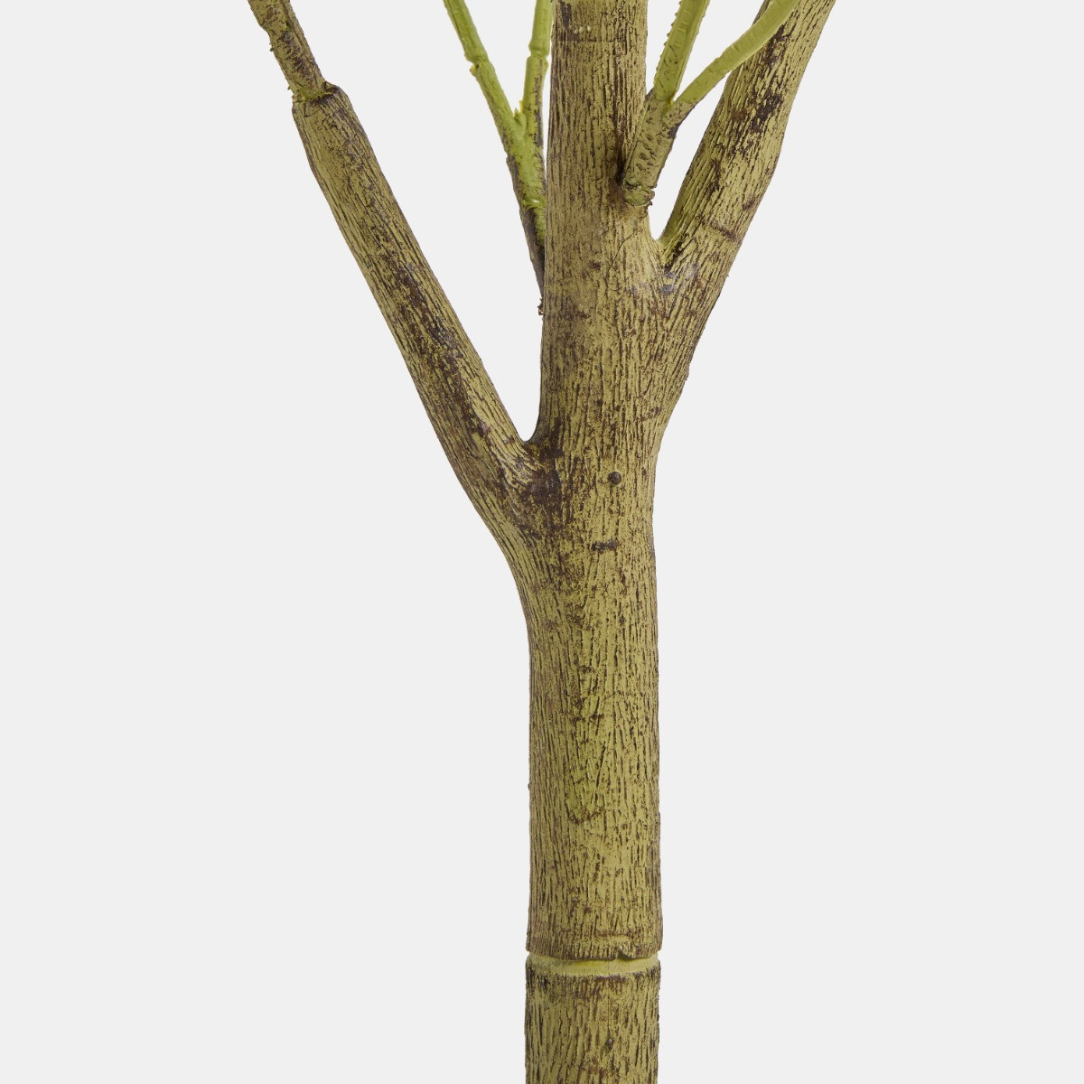 OHS Olive Tree in Pot - Black>