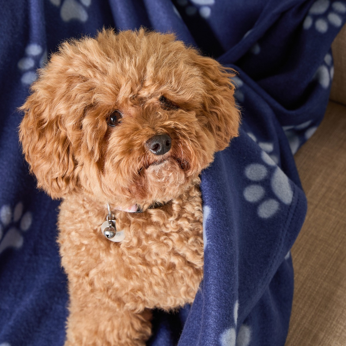 OHS Pet Paw Print Fleece Throw - Blue>