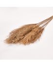 Feather Pampas Grass Bunch - Natural