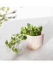 Sass & Belle Grooved Planter - Off White